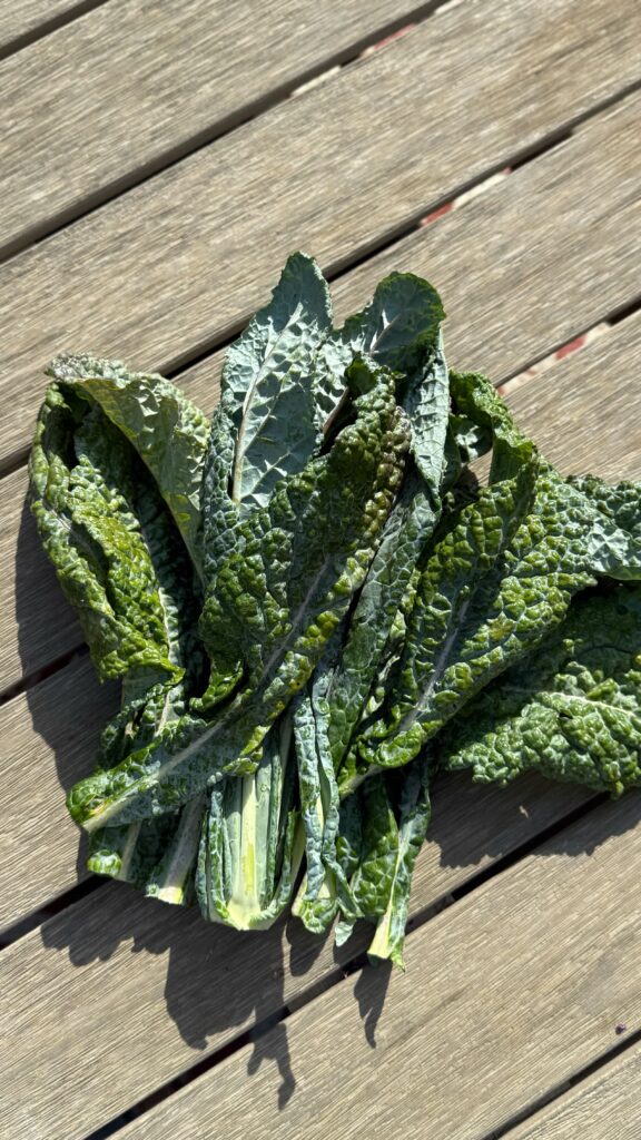 Superfood or Digestive Nightmare? Unpacking Kale’s Dual Nature